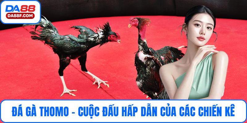 Đá Gà Thomo – Cuộc Đấu Hấp Dẫn Của Các Chiến Kê