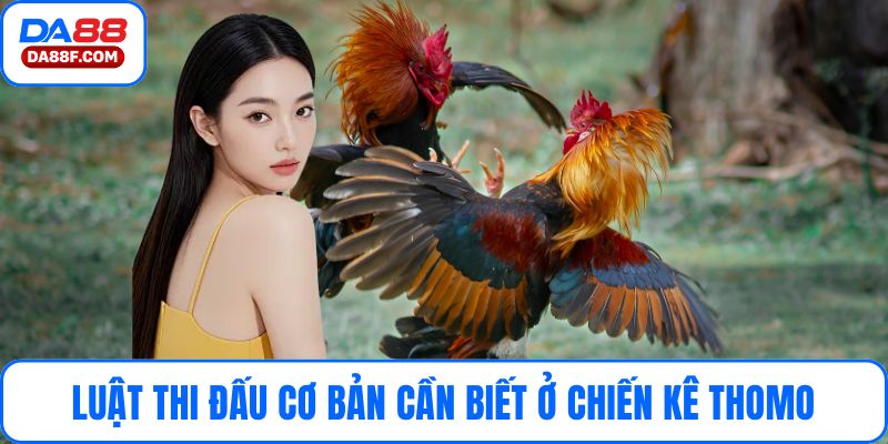 Luật thi đấu cơ bản cần biết ở chiến kê Thomo