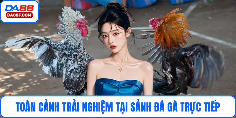 Toàn cảnh trải nghiệm tại sảnh đá gà trực tiếp